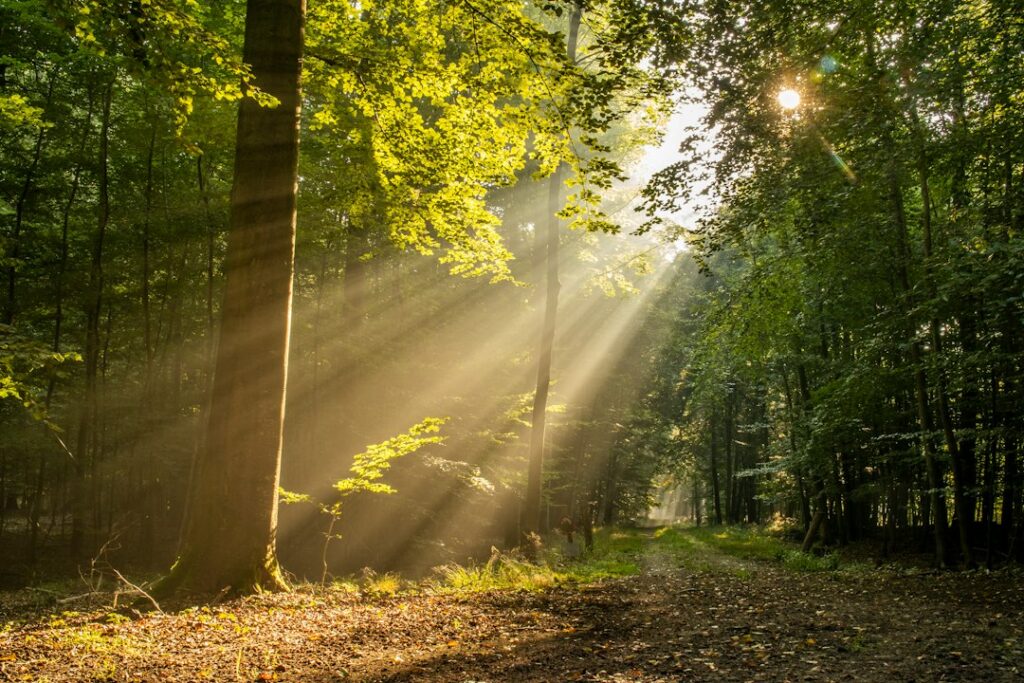 A walking path through sunlit trees.